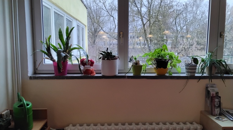 Pflanzenarrangement auf einem Fensterbrett