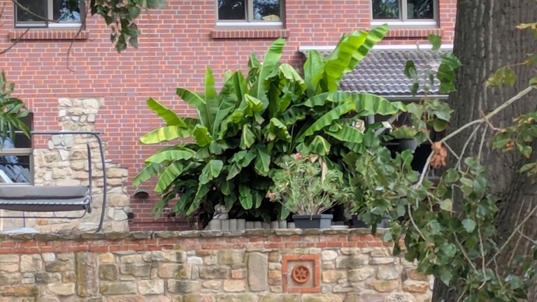 Große Bananenstaude vor einer Hauswand.