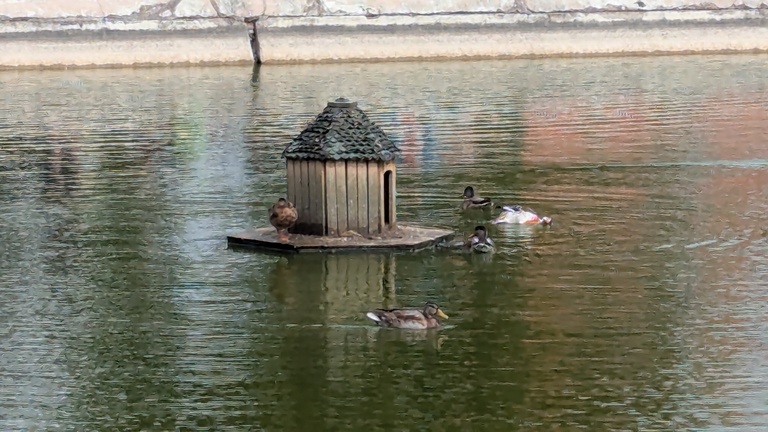 Enten schwimmen auf einem Löschteich.
