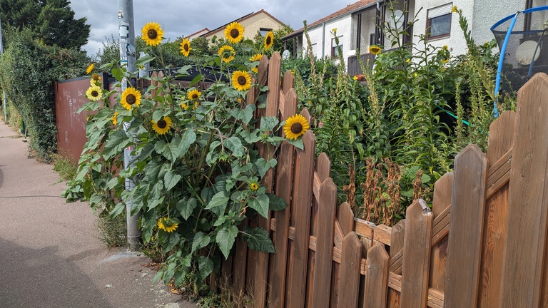 An einem Holzzaun und über diesen hinaus wachsen üppige Sonnenblumen.