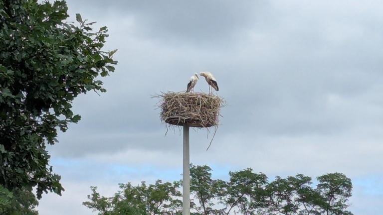 Störche in einem Nest.